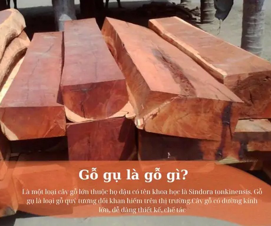 Gỗ gụ là gì? Đặc điểm, phân loại, ưu nhược điểm và ứng dụng Gỗ gụ là gì? Đặc điểm, phân loại, ưu nhược điểm và ứng dụng
