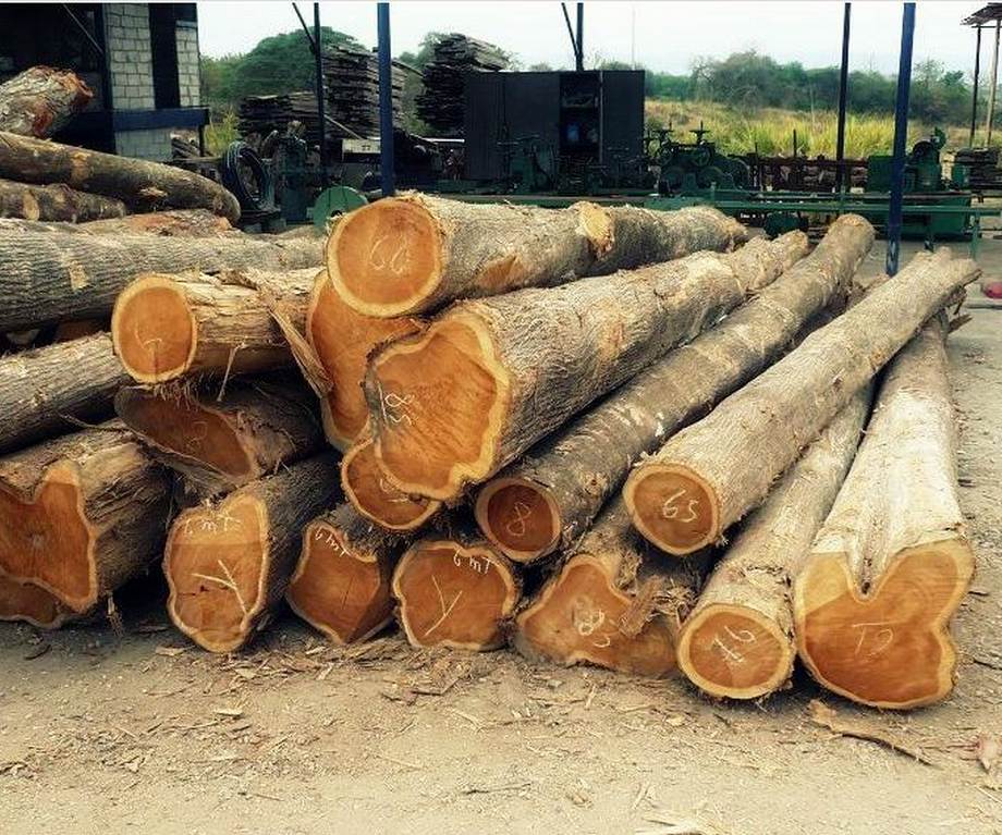 Gỗ lát là gì? Đặc điểm, phân loại và ứng dụng trong nội thất