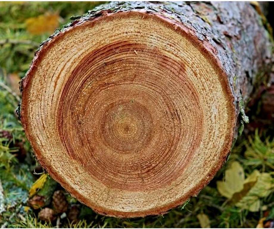 Gỗ lát là gì? Đặc điểm, phân loại và ứng dụng trong nội thất